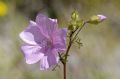 Malva moschata